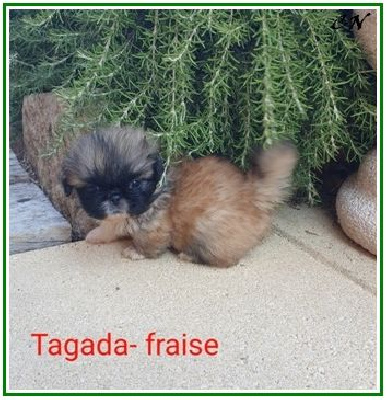 Tagada - Fraise