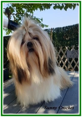 Sunny crocket des joyaux du mas enchante