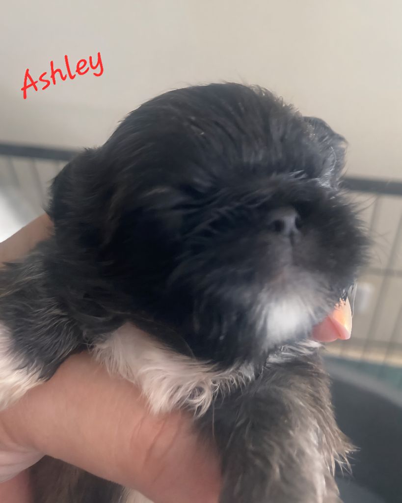 des Lutins de la Palmeraie - Chiots disponibles - Pekinois