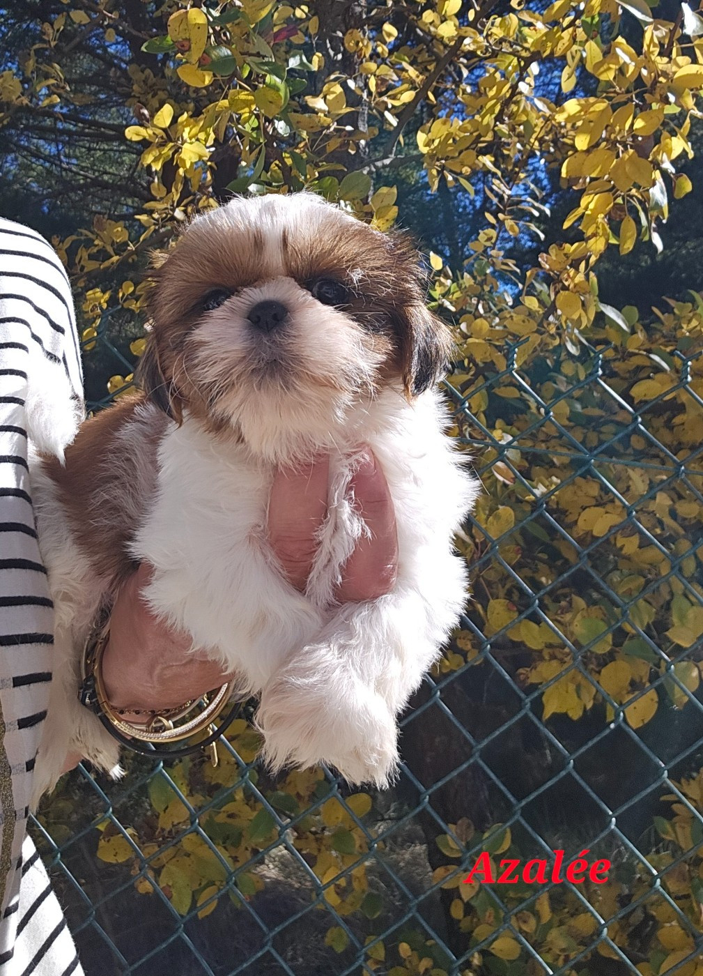 des Lutins de la Palmeraie - Chiots disponibles - Shih Tzu