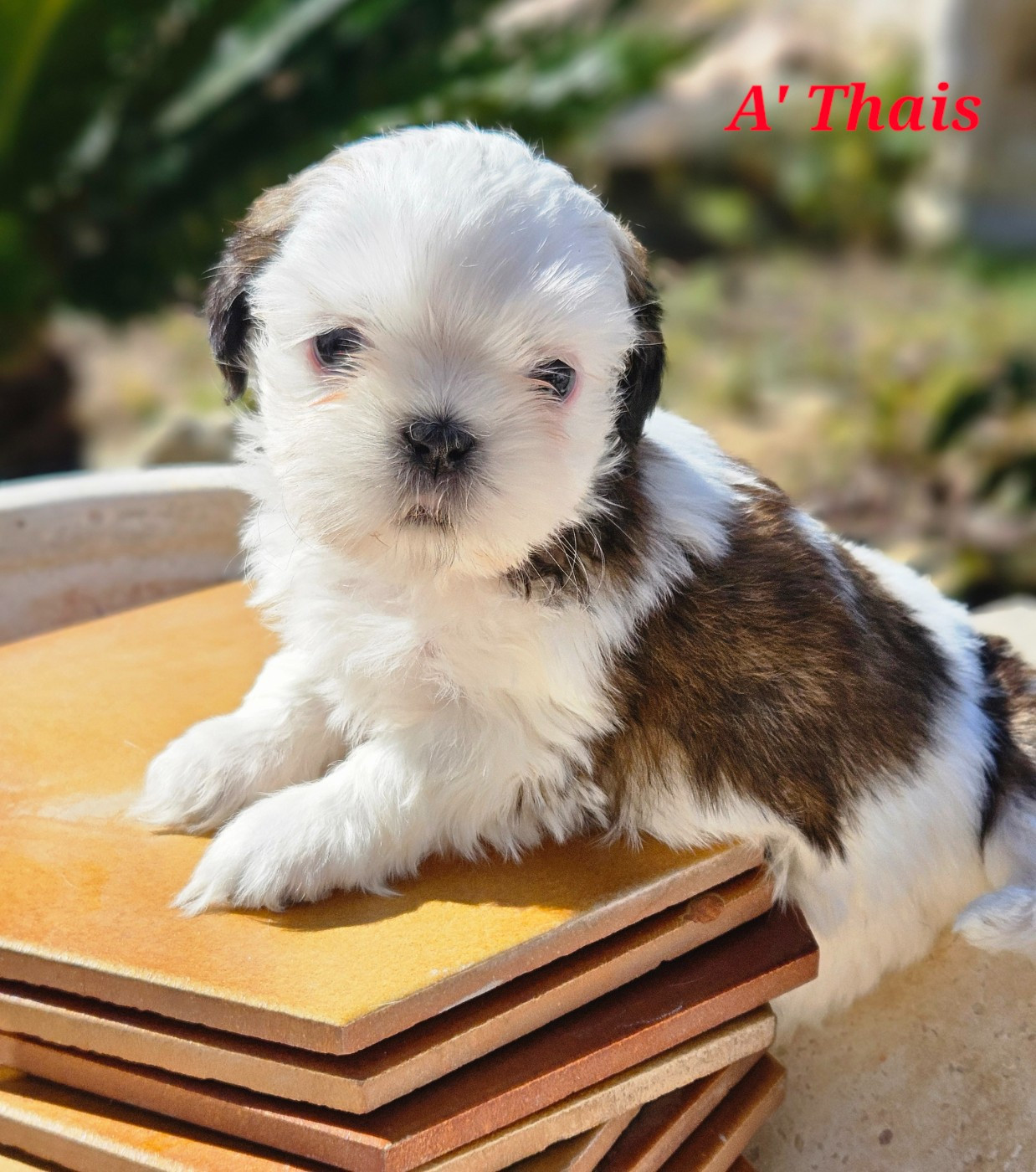 des Lutins de la Palmeraie - Chiots disponibles - Shih Tzu