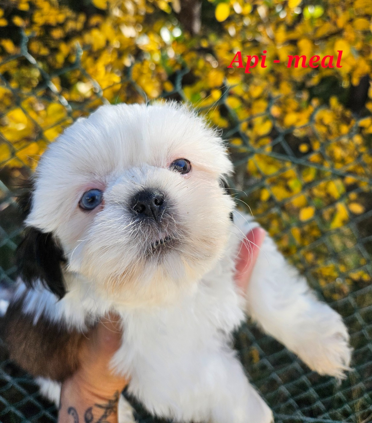 des Lutins de la Palmeraie - Chiots disponibles - Shih Tzu
