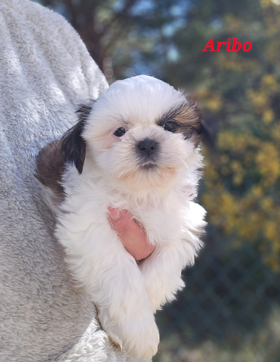 des Lutins de la Palmeraie - Chiots disponibles - Shih Tzu
