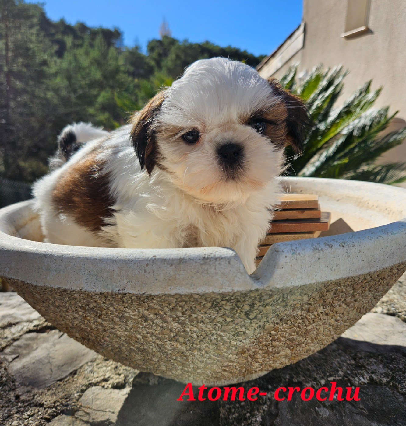 des Lutins de la Palmeraie - Chiots disponibles - Shih Tzu
