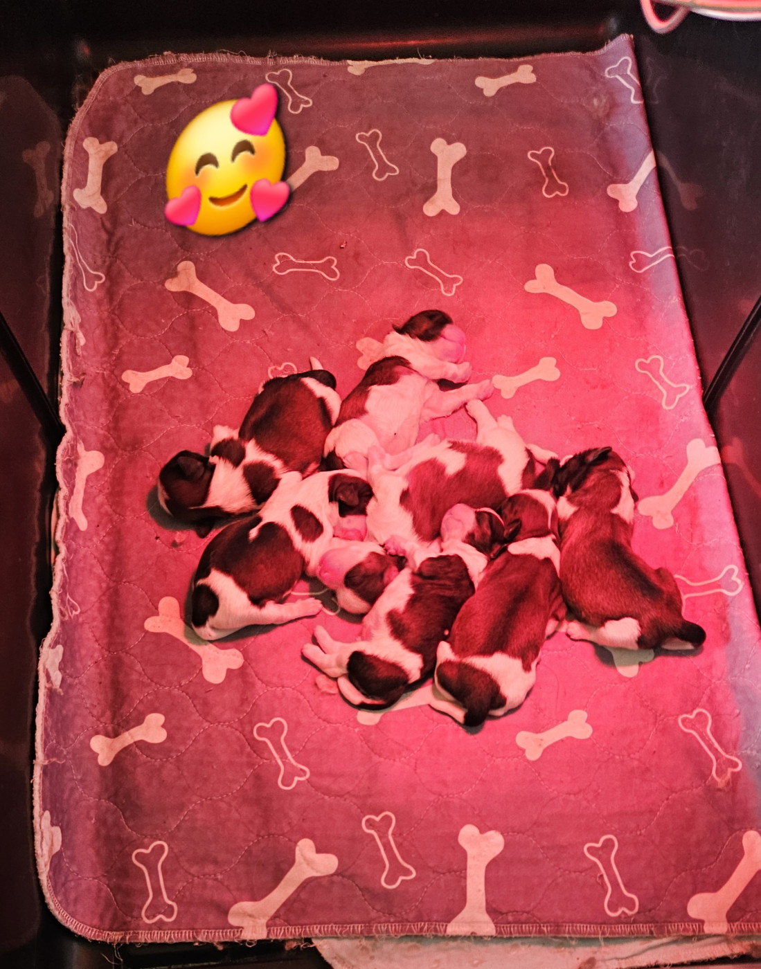 Chiot Shih Tzu des Lutins de la Palmeraie