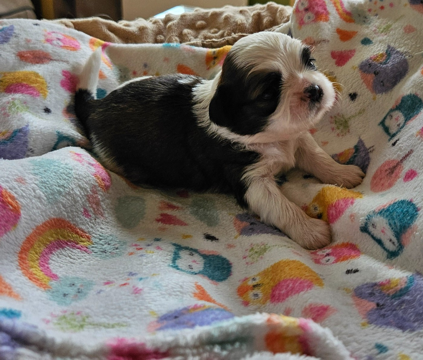 des Lutins de la Palmeraie - Chiots disponibles - Shih Tzu