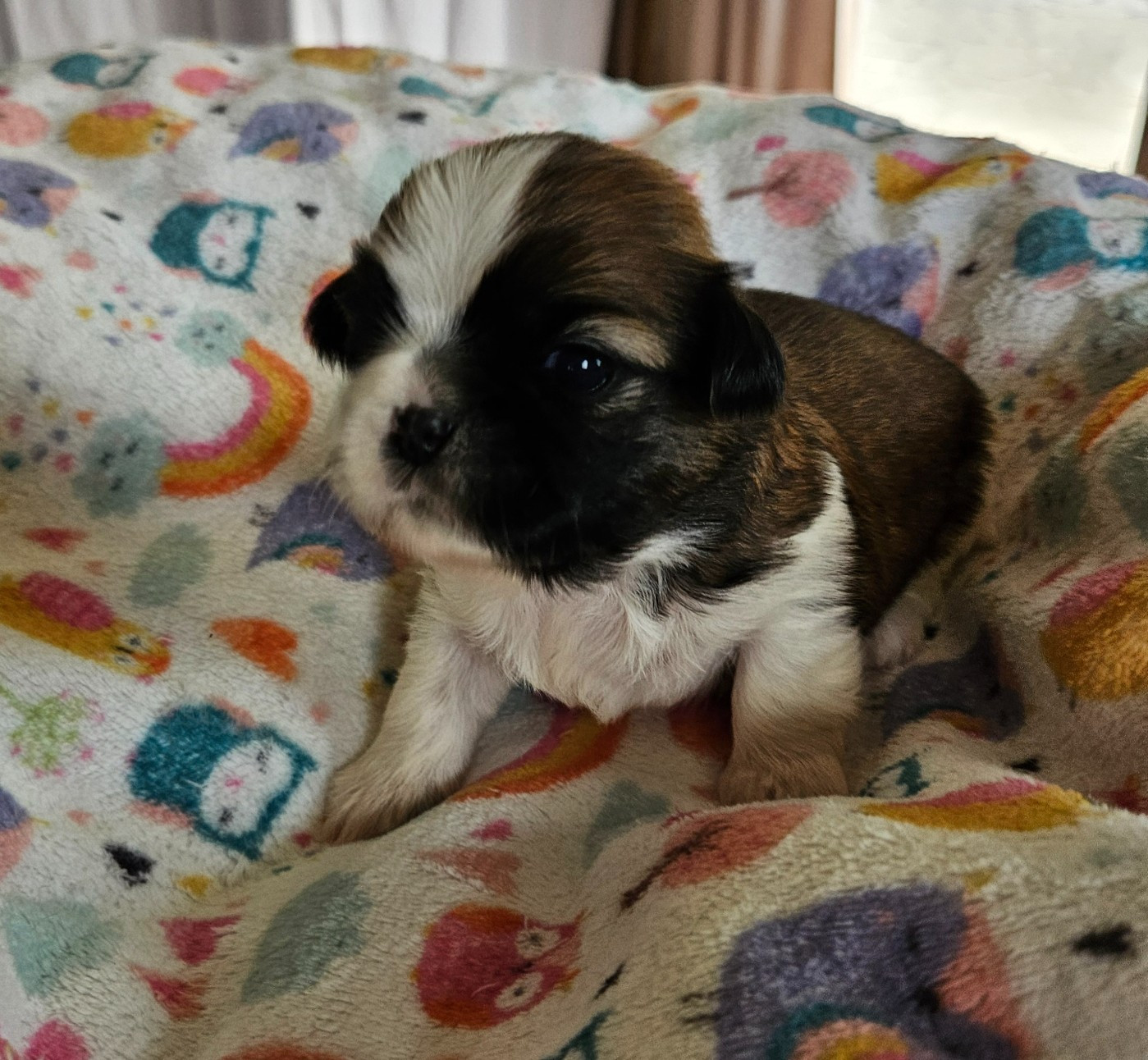 des Lutins de la Palmeraie - Chiots disponibles - Shih Tzu