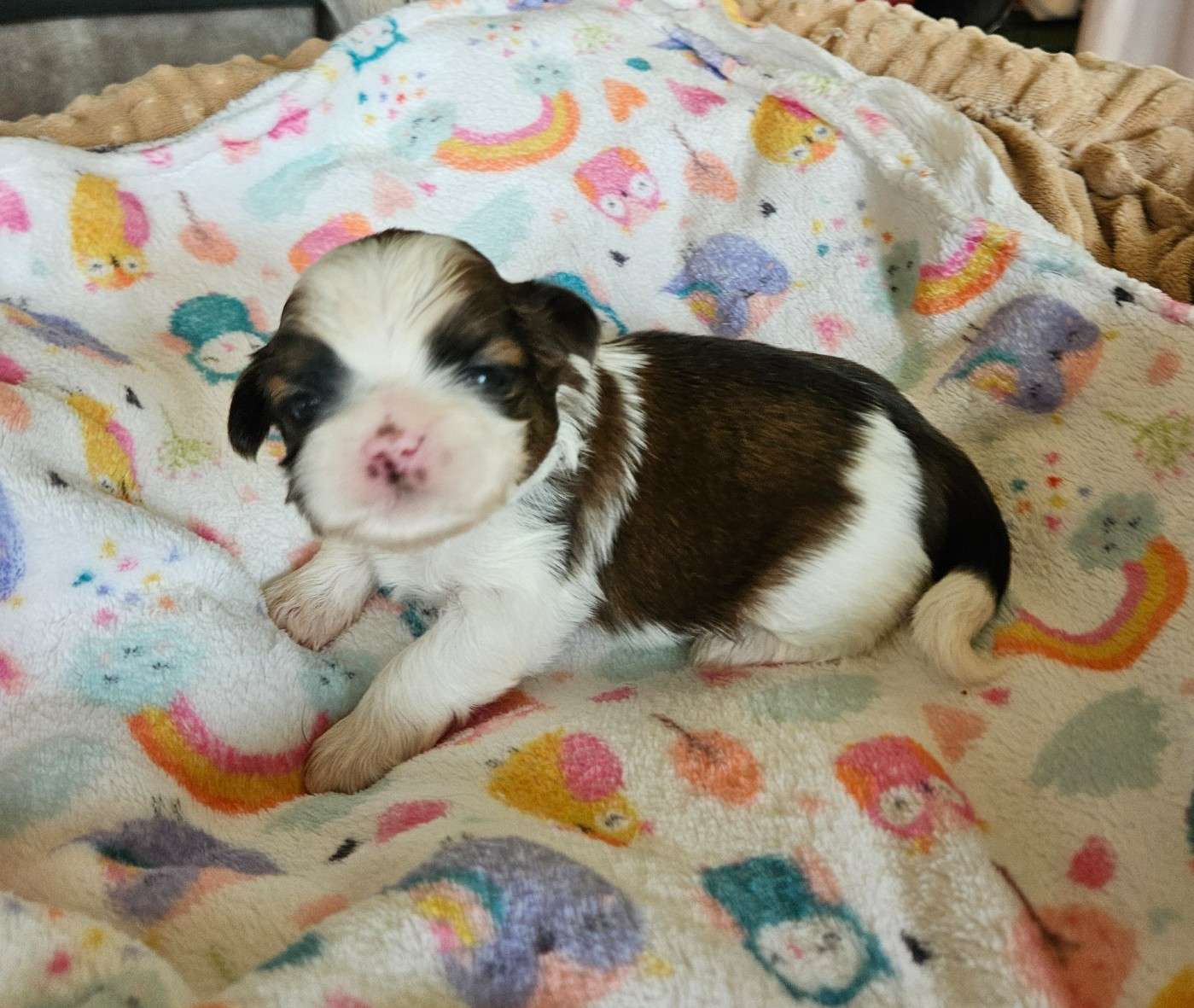 des Lutins de la Palmeraie - Chiots disponibles - Shih Tzu