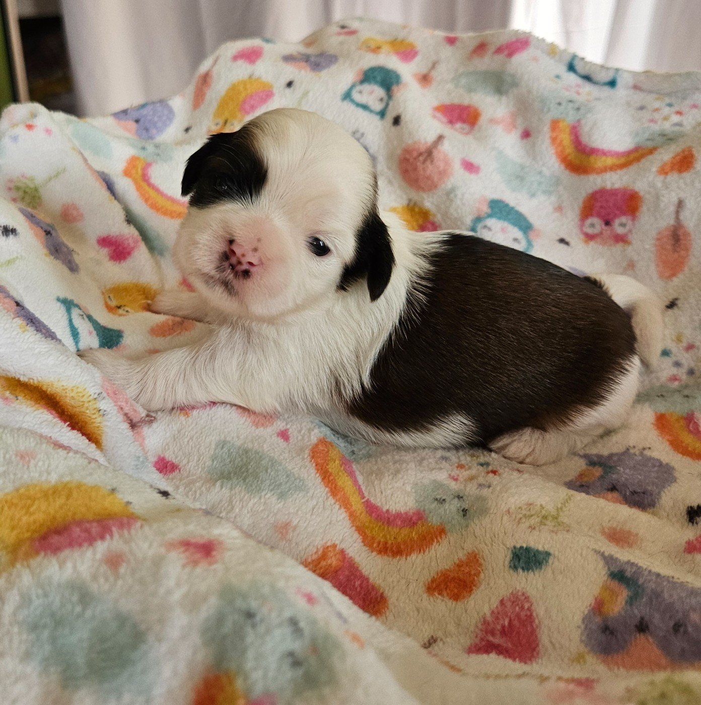 des Lutins de la Palmeraie - Chiots disponibles - Shih Tzu