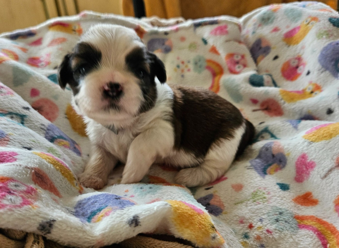 des Lutins de la Palmeraie - Chiots disponibles - Shih Tzu