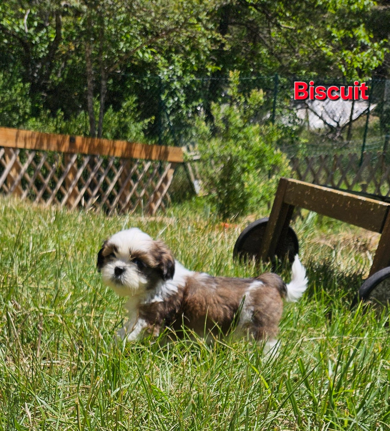des Lutins de la Palmeraie - Chiots disponibles - Shih Tzu