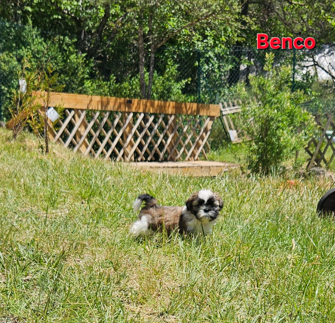 des Lutins de la Palmeraie - Chiots disponibles - Shih Tzu