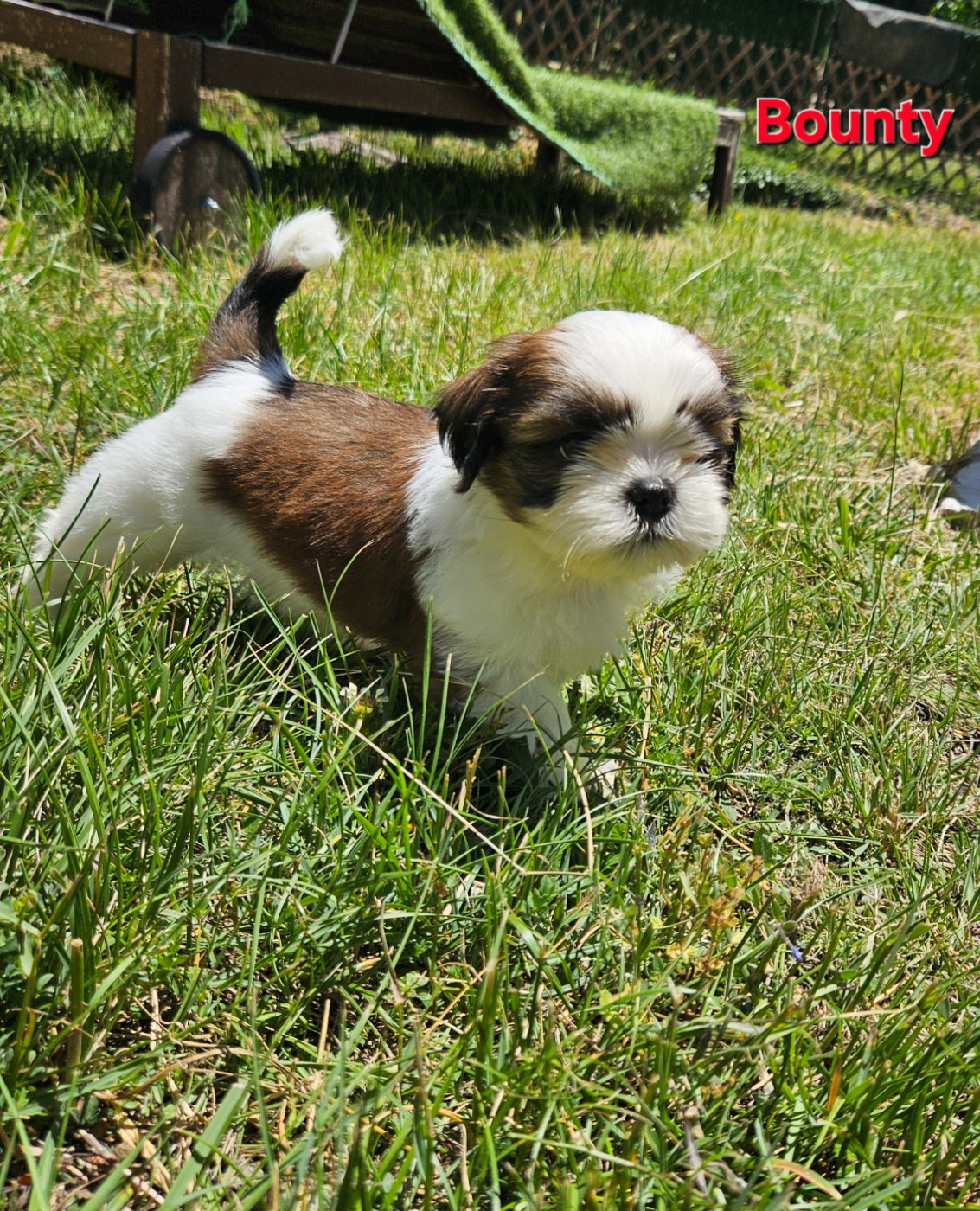 des Lutins de la Palmeraie - Chiots disponibles - Shih Tzu