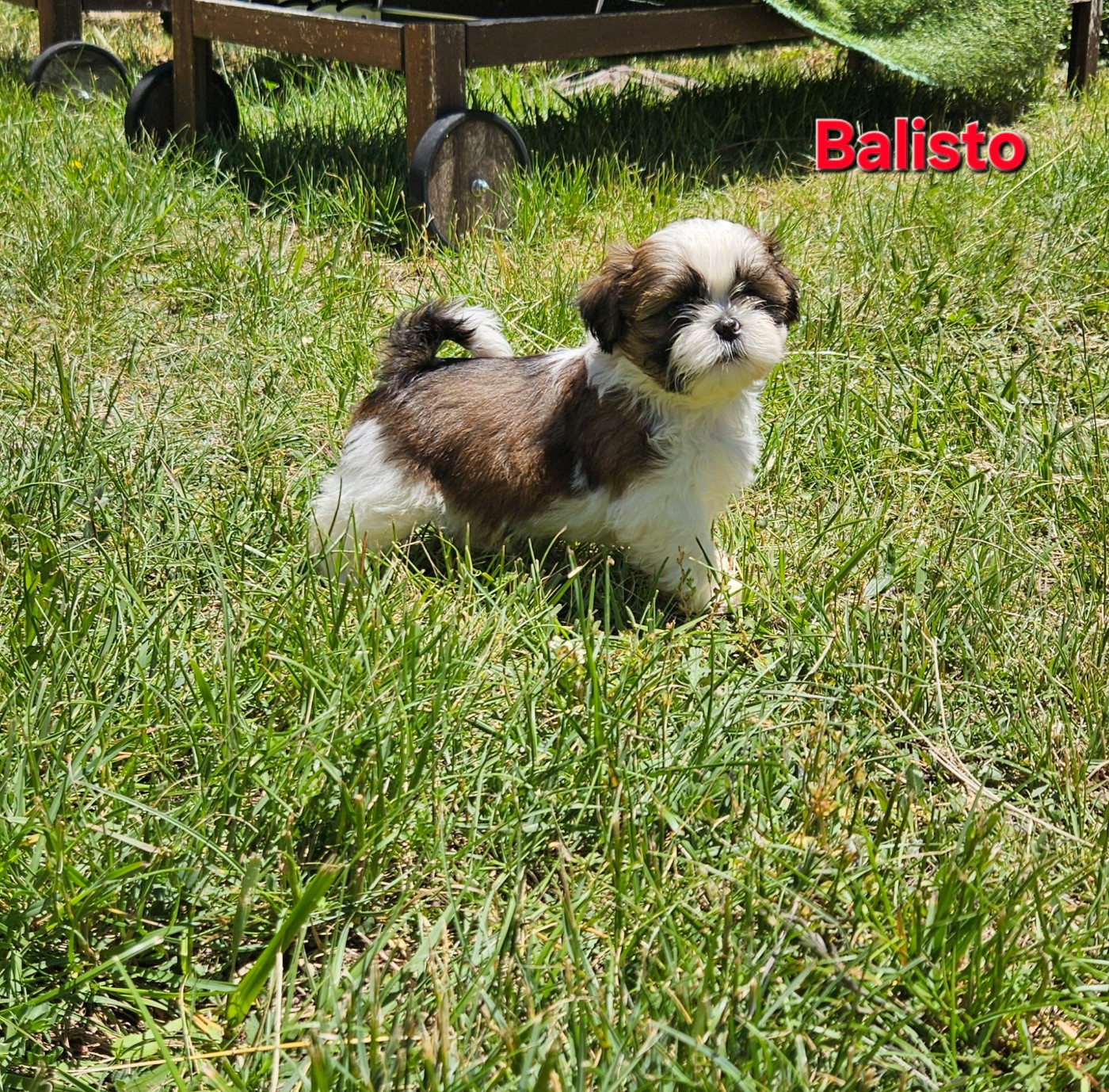 des Lutins de la Palmeraie - Chiots disponibles - Shih Tzu