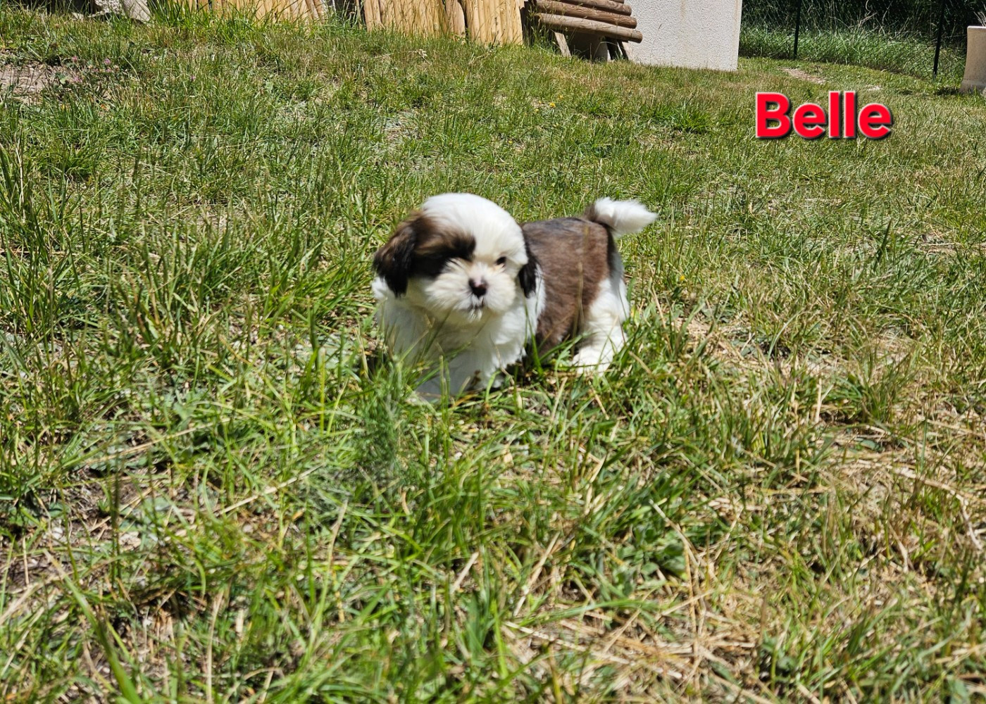 des Lutins de la Palmeraie - Chiots disponibles - Shih Tzu