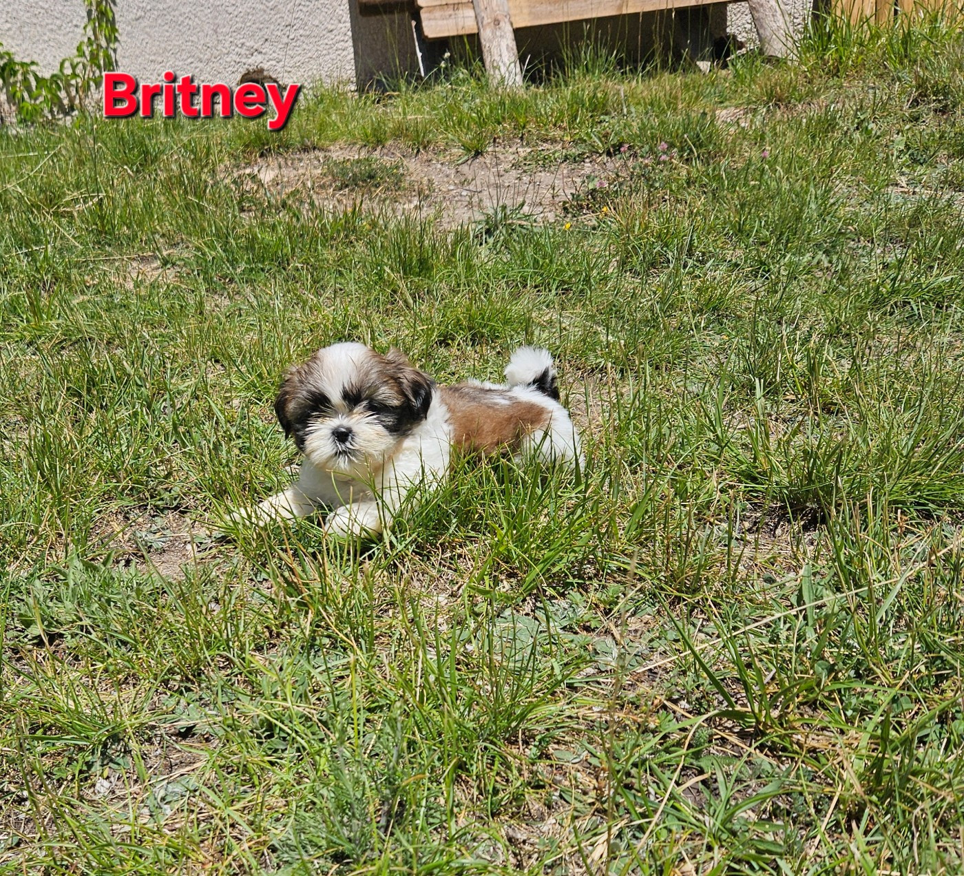des Lutins de la Palmeraie - Chiots disponibles - Shih Tzu