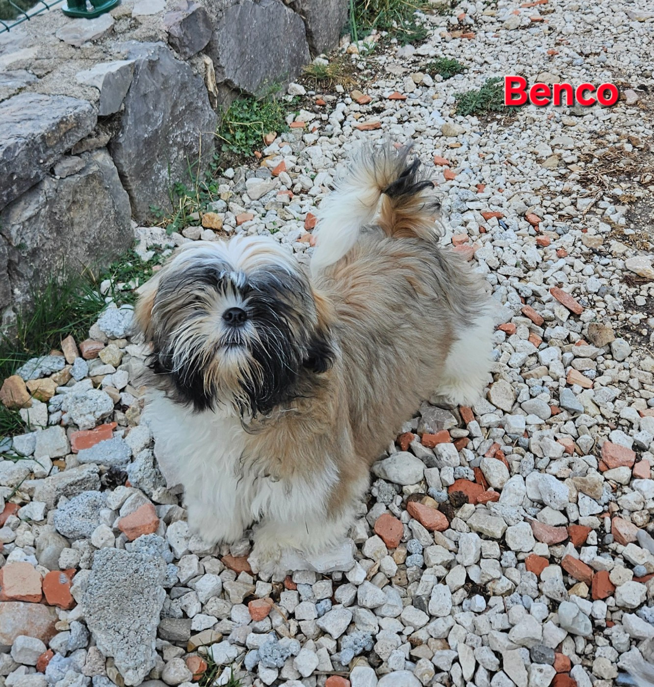des Lutins de la Palmeraie - Chiots disponibles - Shih Tzu