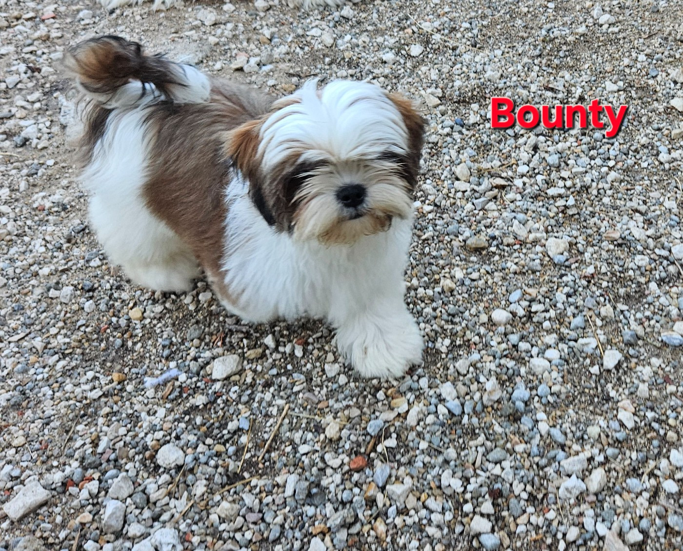 des Lutins de la Palmeraie - Chiots disponibles - Shih Tzu