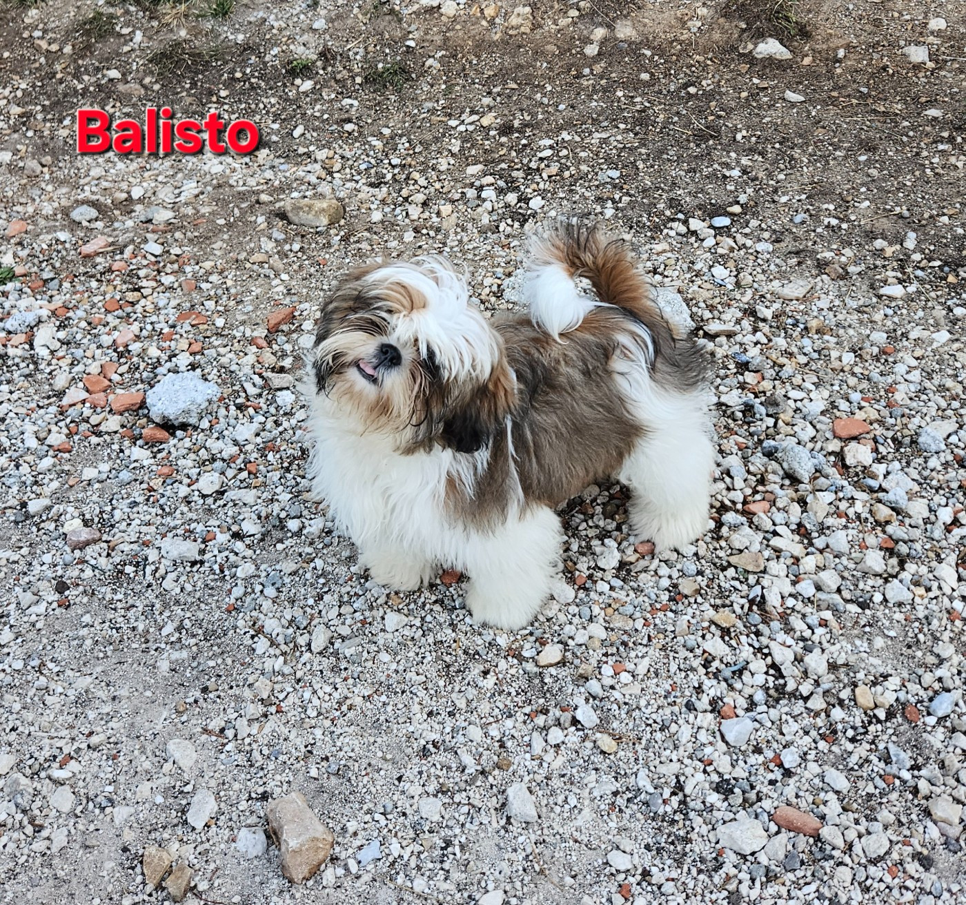 des Lutins de la Palmeraie - Chiots disponibles - Shih Tzu