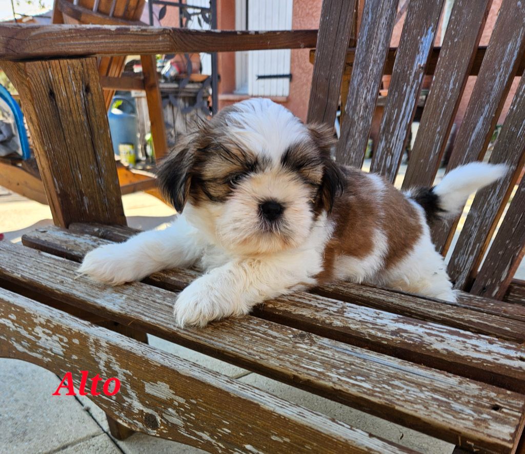 des Lutins de la Palmeraie - Shih Tzu - Portée née le 11/07/2025
