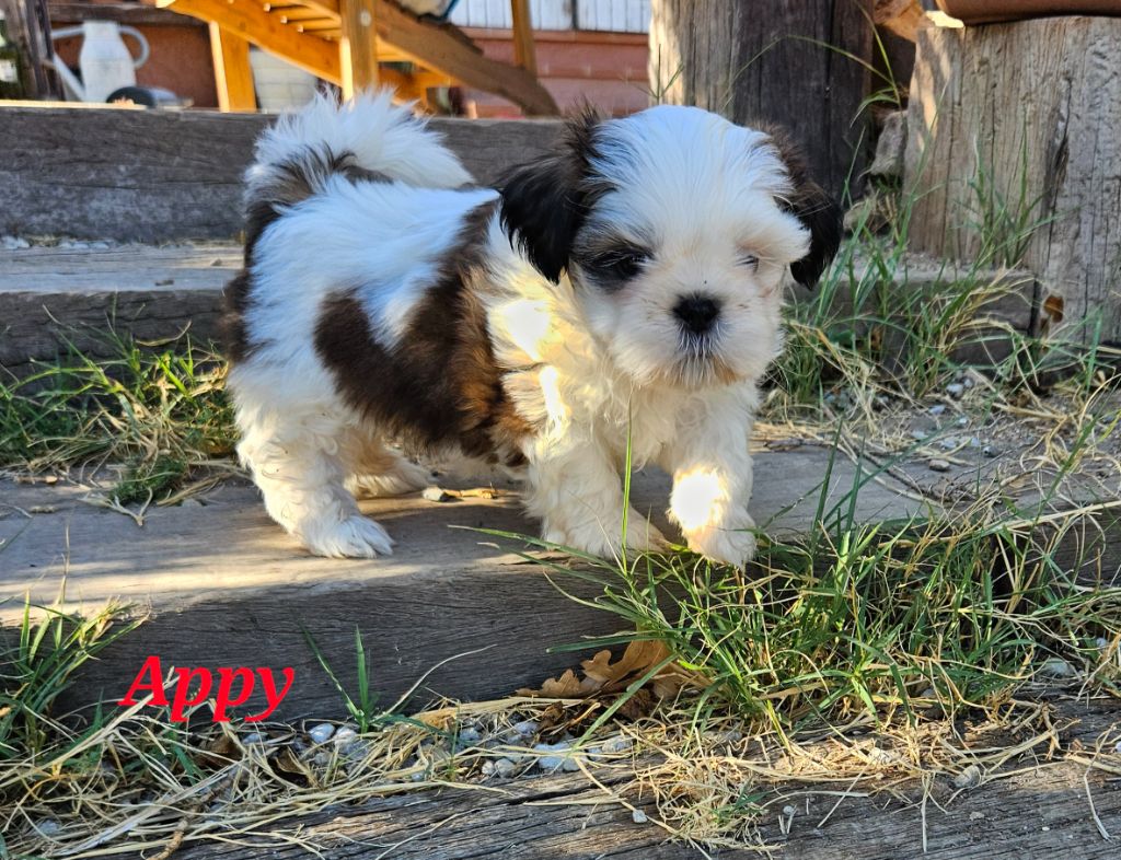 des Lutins de la Palmeraie - Chiots disponibles - Shih Tzu