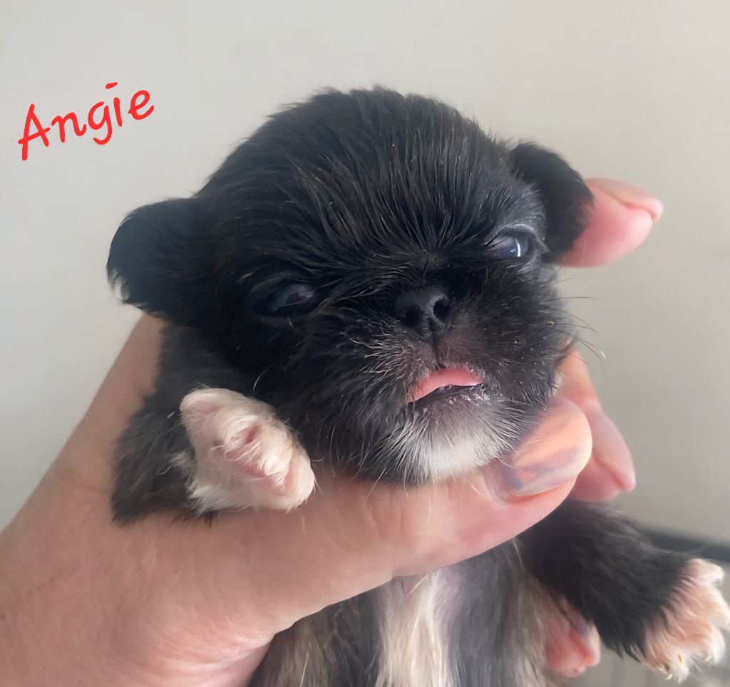 des Lutins de la Palmeraie - Chiots disponibles - Pekinois
