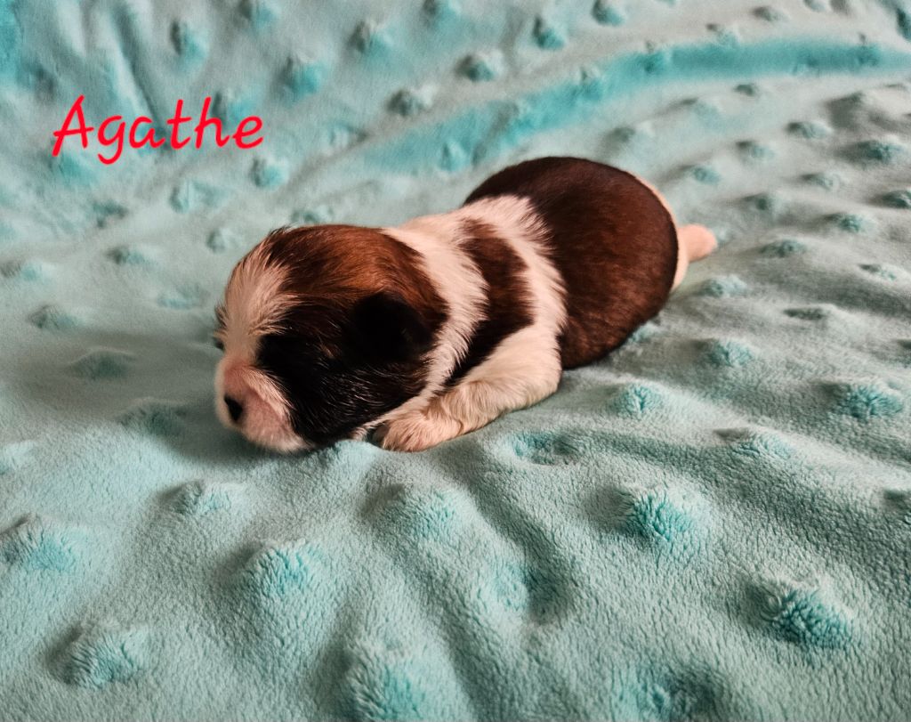 des Lutins de la Palmeraie - Chiots disponibles - Shih Tzu