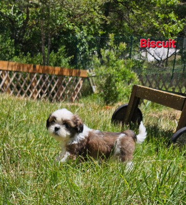 Biscuit