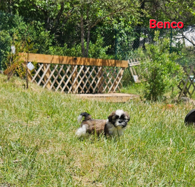 Benco