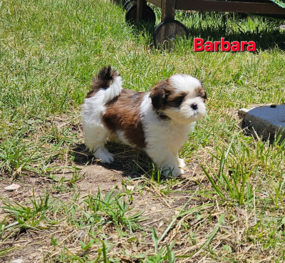 Barbara