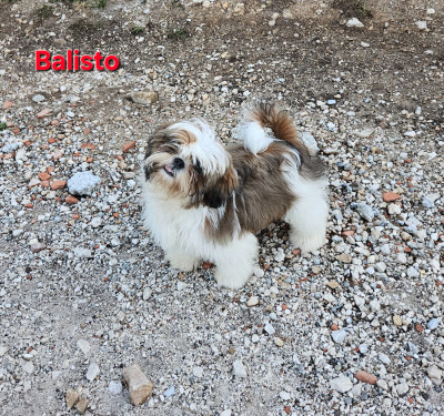 Balisto