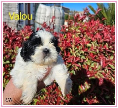 VALOU