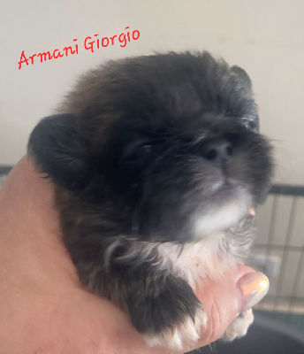 Armani Giogio