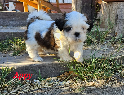 APPY