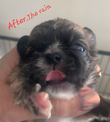 After The Rain