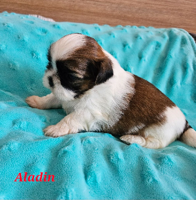 ALADIN