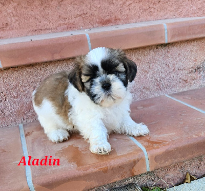ALADIN