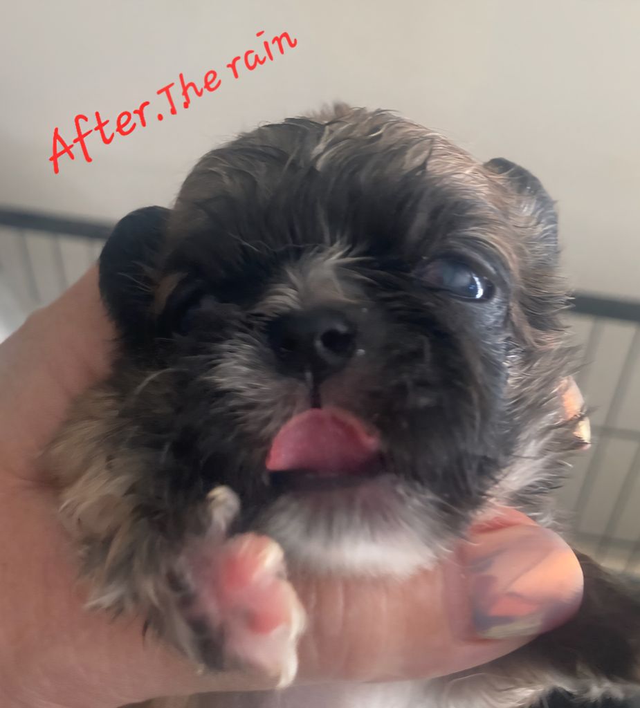 des Lutins de la Palmeraie - Chiots disponibles - Pekinois