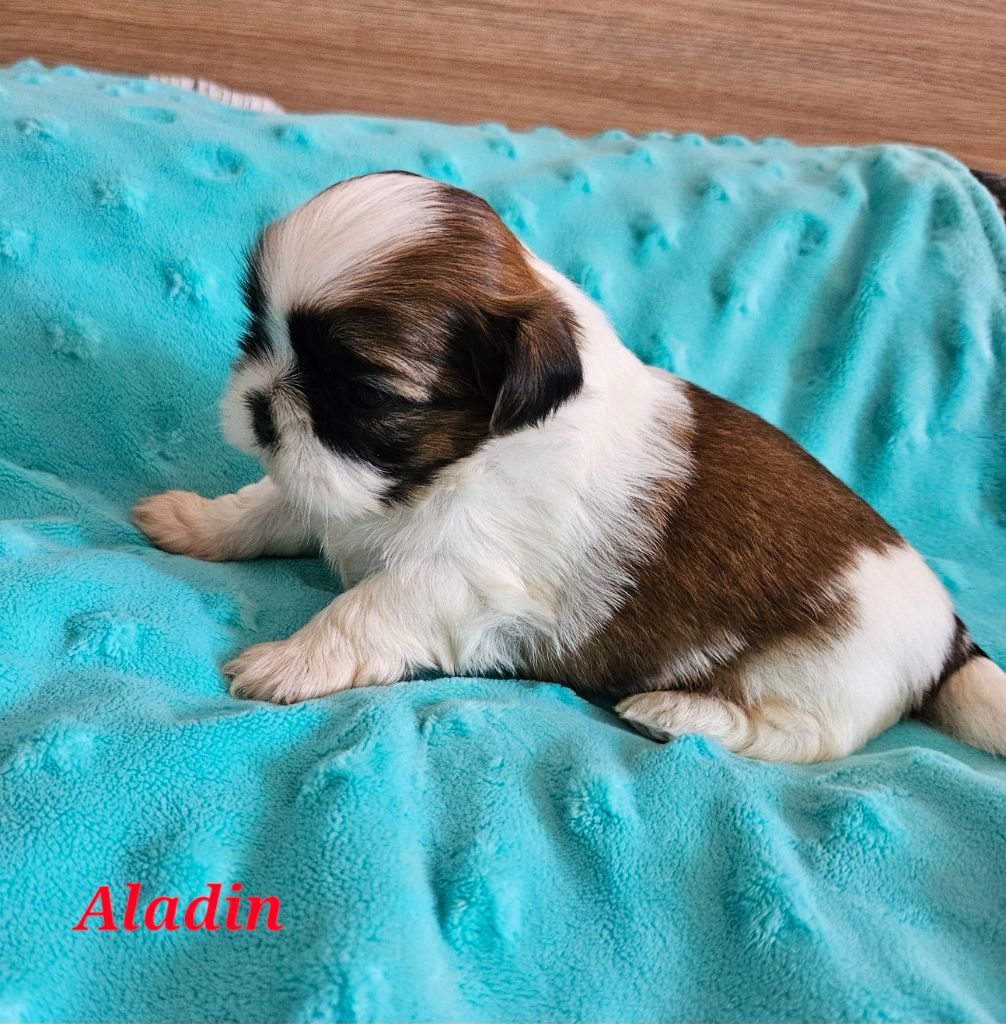des Lutins de la Palmeraie - Chiots disponibles - Shih Tzu