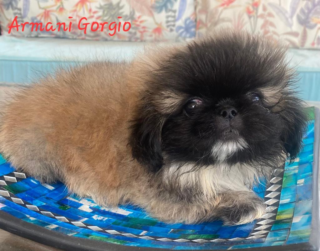 des Lutins de la Palmeraie - Chiots disponibles - Pekinois