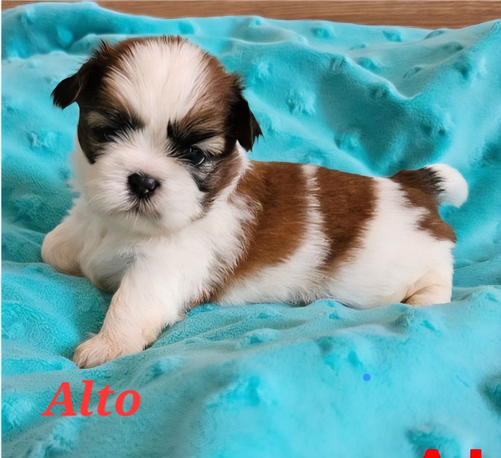 des Lutins de la Palmeraie - Chiots disponibles - Shih Tzu